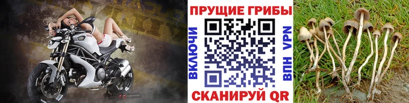 Галлюциногенные грибы мухоморы цена Дорогобуж